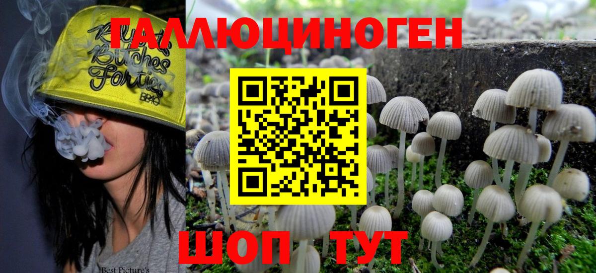 Галлюциногенные грибы Psilocybine cubensis Канск